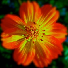 Sulphur Cosmos