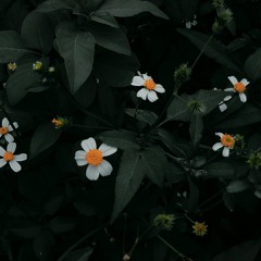 Anh Kiet