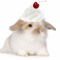 teacup
