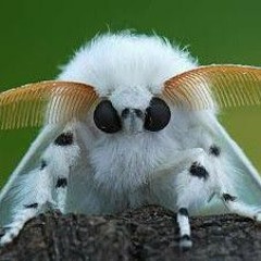 murracle