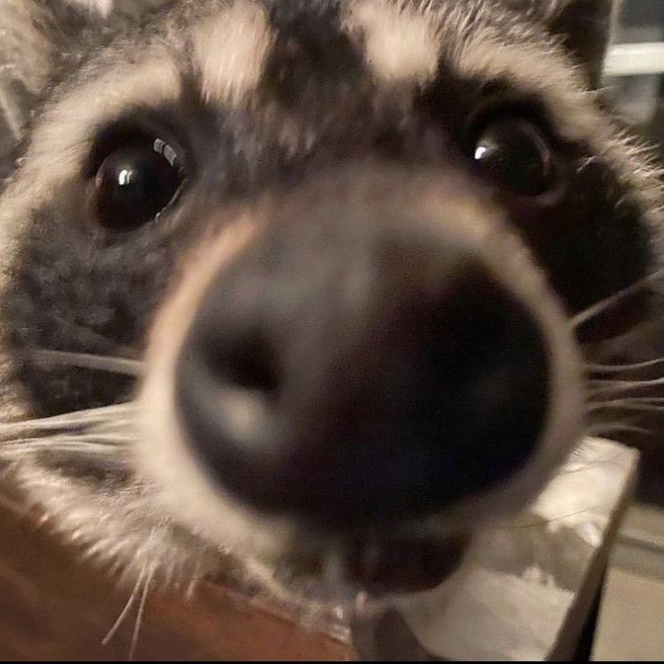 coolraccoonguy