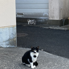 ぴかり