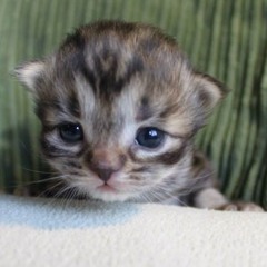 gatinhocanela