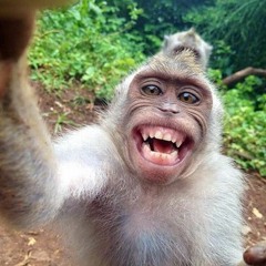 Ian monkey