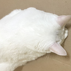 오방 ㄹㅅㄱ