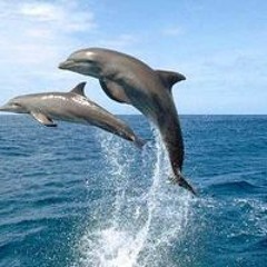 العسال ابوعمر