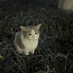 OsoLuna (OsoOso)