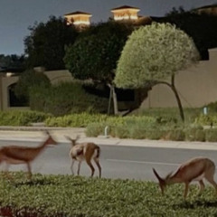 روضه