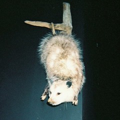 rat attack