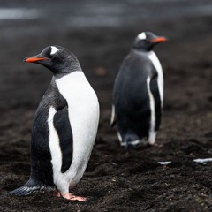 The Autistic Geographer