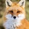 Foxie
