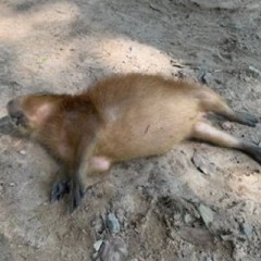 chompu