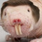 Young MoleRat