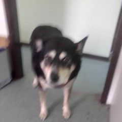 Anthony Presley rigg