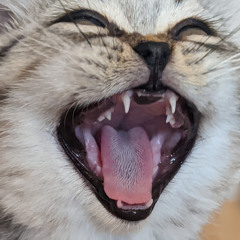 Pankechi