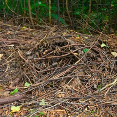 pile o sticks