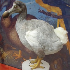 dodos for live