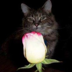 doesnotequate04