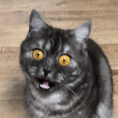 Felixzzt