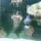 Jaewon