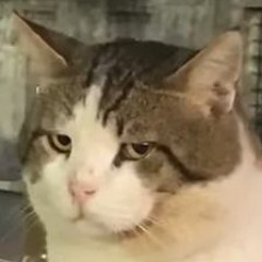 mrtsn