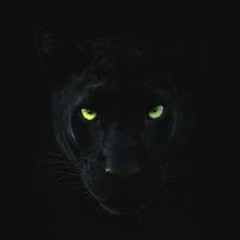 Panther