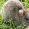 Rat.