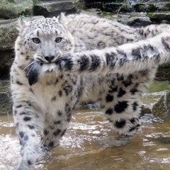 meowza_06