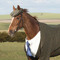 Horse in suit