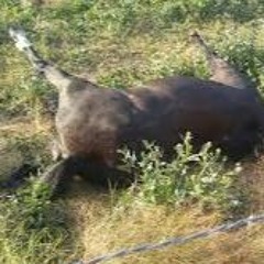 Lil Ketamine and lil fentanyl