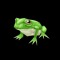 Lizard