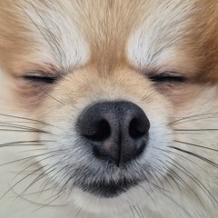 moongchi