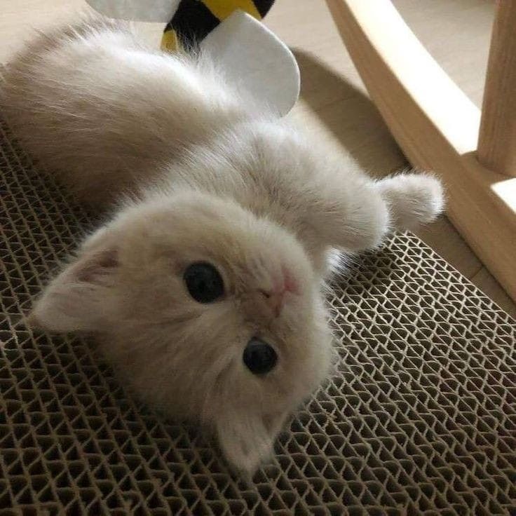 яйко