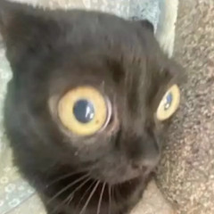 oortyfus