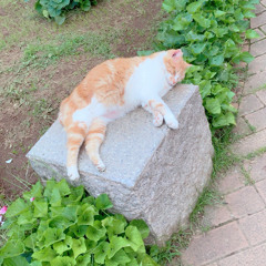 鳥ちゃん