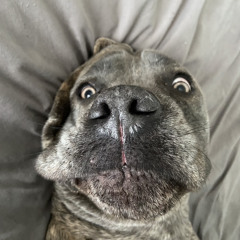 gabe