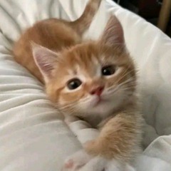 Edwin