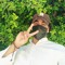 Ahmed romio