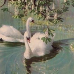 swan