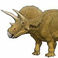 triceratops