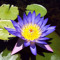 Emaho