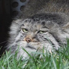 казахтенге