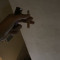 أحبك شليويح