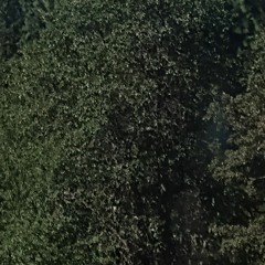 uru