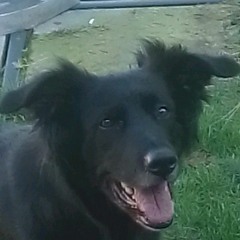 Ossi