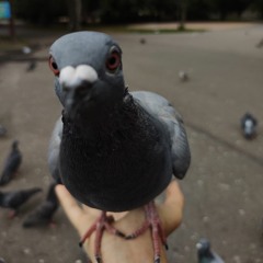 Commie the pigeon lord
