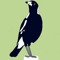 Magpie Knife