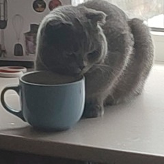 Чайный Кот