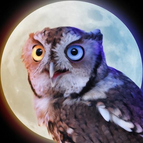 Owlkami’s avatar