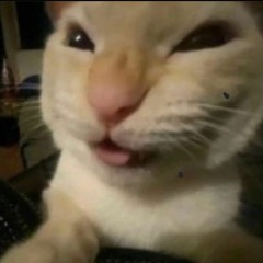 Meej!_13111